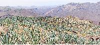 agave field mexico blue tequila