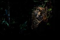 American jaguar female in the darkness of a brazilian jungle, panthera onca, wild brasil, brasilian wildlife, pantanal, green jungle, big cats, dark background, low key