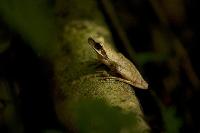 frog peru peruvian amazon jungle
