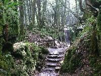 Puzzlewood, England: The magical Star Wars forest