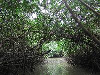 Mangrove Tunnel