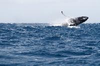 maui whale
