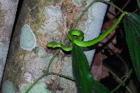 Borneo Snake