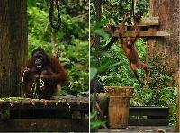 Borneo Orang-utans