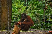 Orangutan & Monkey