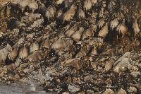 Wildebeest Kenya