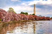 Cherry Blossoms Washington, D.C.