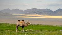 camel mongolia