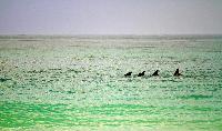 okaloosa dolphins