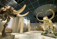48. Learn About the Past at the Arizona Museum of Natural History