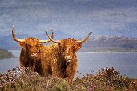 scottish cattle yaks