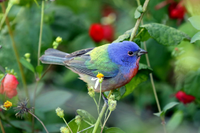 A painted bunting  | SPI Birding and Nature Center 