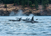 Clayoquot Wilderness Lodge orca whale watching