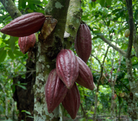 Cocoa beans growing on a tree in dominican republic