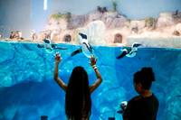 Playing with penguins at OdySea Aquarium