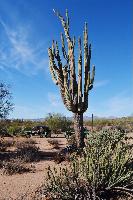 tomcar sonoran desert arizona