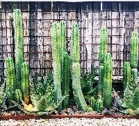 cacti garden