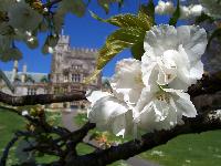 Close-up of blossom tree with Hatley Castle in the background