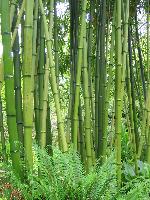 Bamboo at Finnerty Gardens