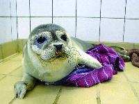 A rescued seal pup. Visit the Seal Rehabilitation and Research Centre in Pieterburen Secondary art for seals