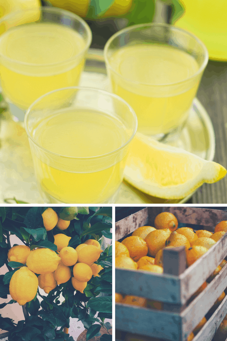 Limoncello collage italy drink lemons