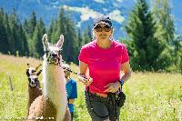 Llama trekking in Austria