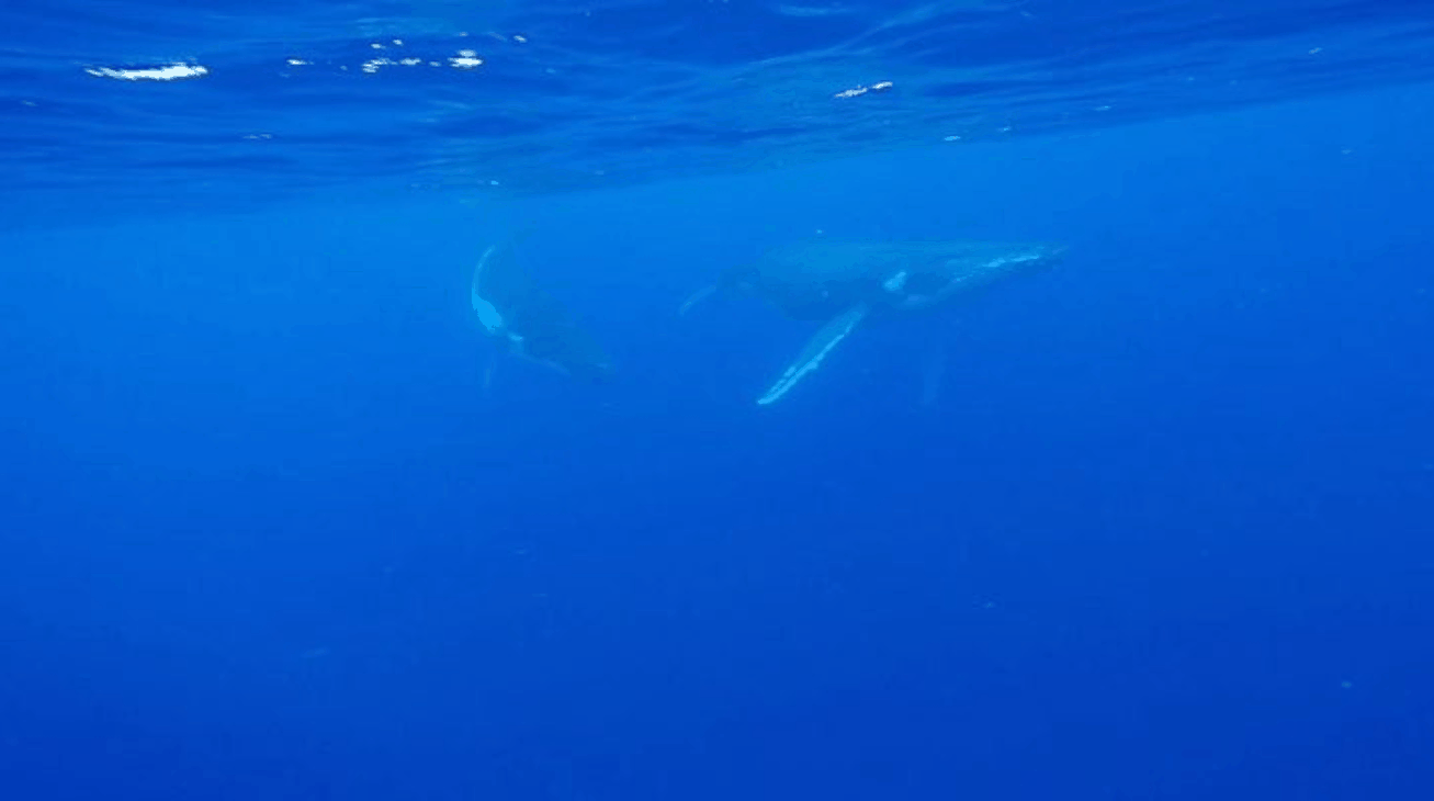 swimming with whales tahiti