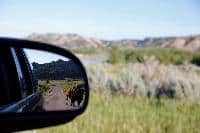 bison in the mirror