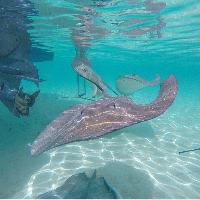 Tahiti swimming with sting rays