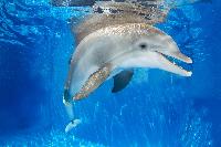 Winter the dolphin Clearwater Aquarium