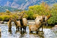 A resident herd of elk in Rocky Mountain National Park in Estes Park