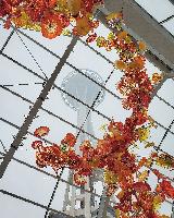 Space Needle, pictured from the Glasshouse at Chihuly Garden and Glass