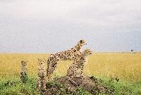 Big Five Cheetah Family