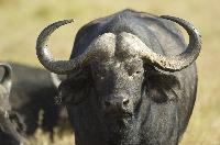 istock buffalo