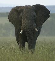 istock elephant