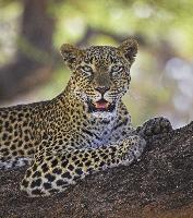 istock leopard