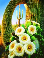 Saguaro Blooms.