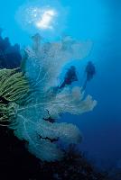 Diving coral reefs.