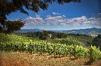Vineyard & Valley Scenic Tour Route