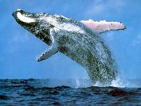humpback whale 2