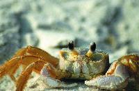 Curious_crab