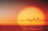 Gulls_at_sunset