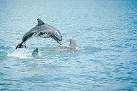 Dolphins_at_play