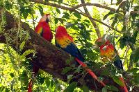 Macaw Mountain Bird Park