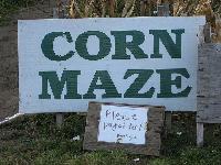 corn maze 2