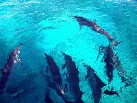 hawaii dolphins