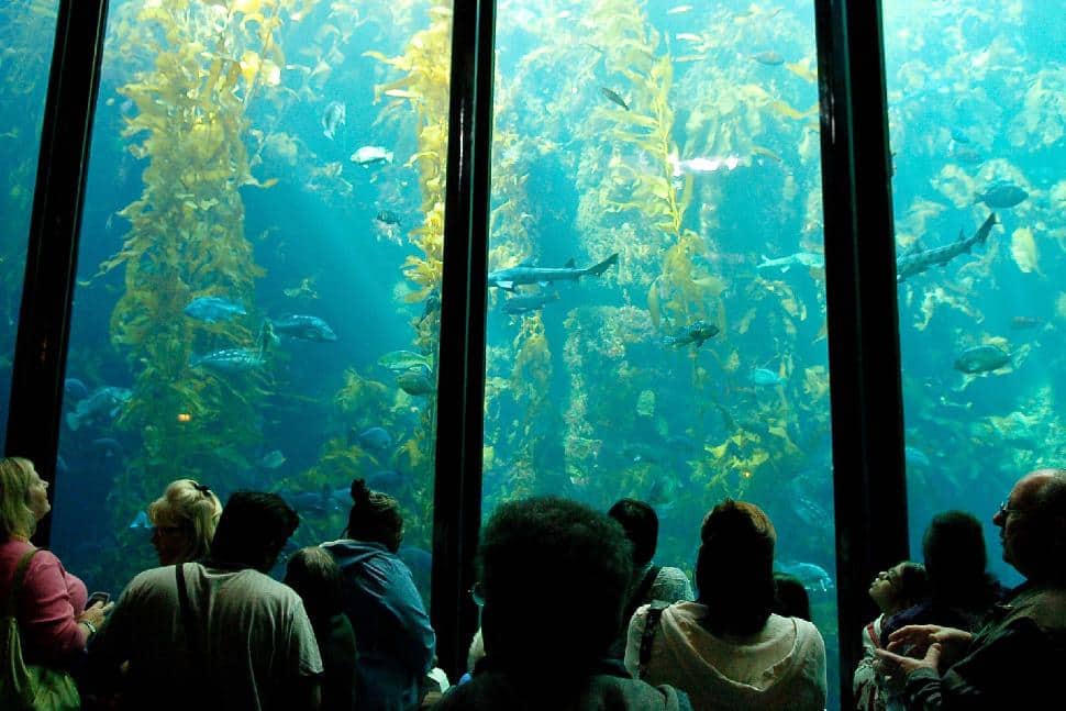 best day to visit monterey aquarium