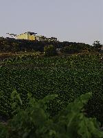 Presqu’ile Winery, Santa Maria.