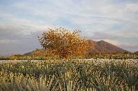 Agave Field