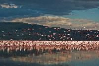Flamingos Nakuru